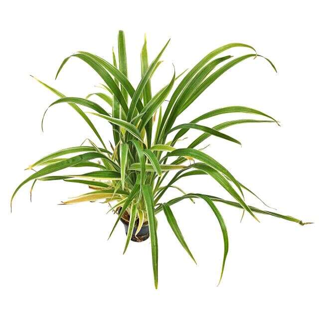 Chlorophytum Bichettii