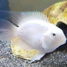 White Polar Parrot Cichlid 4-5cm