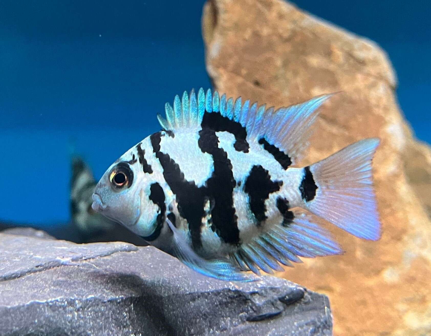 Polar Blue Parrot Cichlid 4-5cm