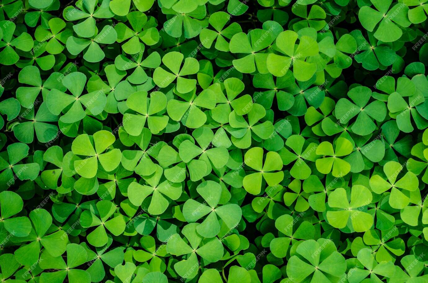 Marsilea Crenata invitro