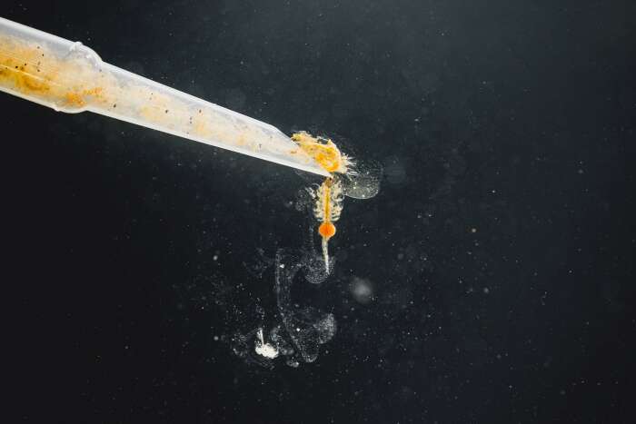 StreamBiz Pure Nature Artemia 100ml