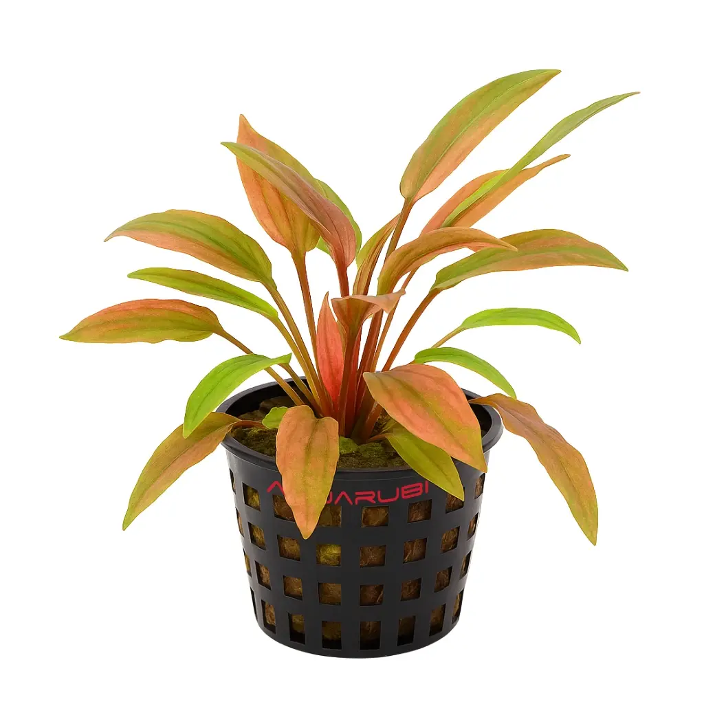 Cryptocoryne Florida Sunset