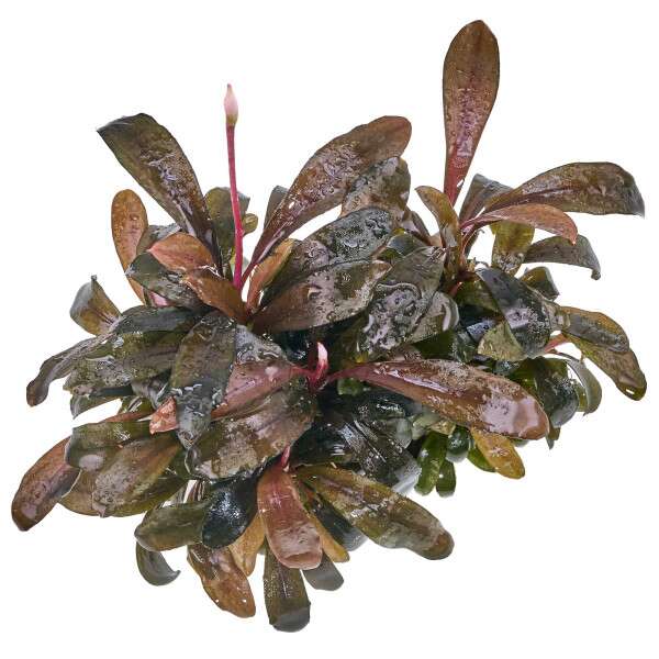 BUCEPHALANDRA SERIMBU BROWN BLACK
