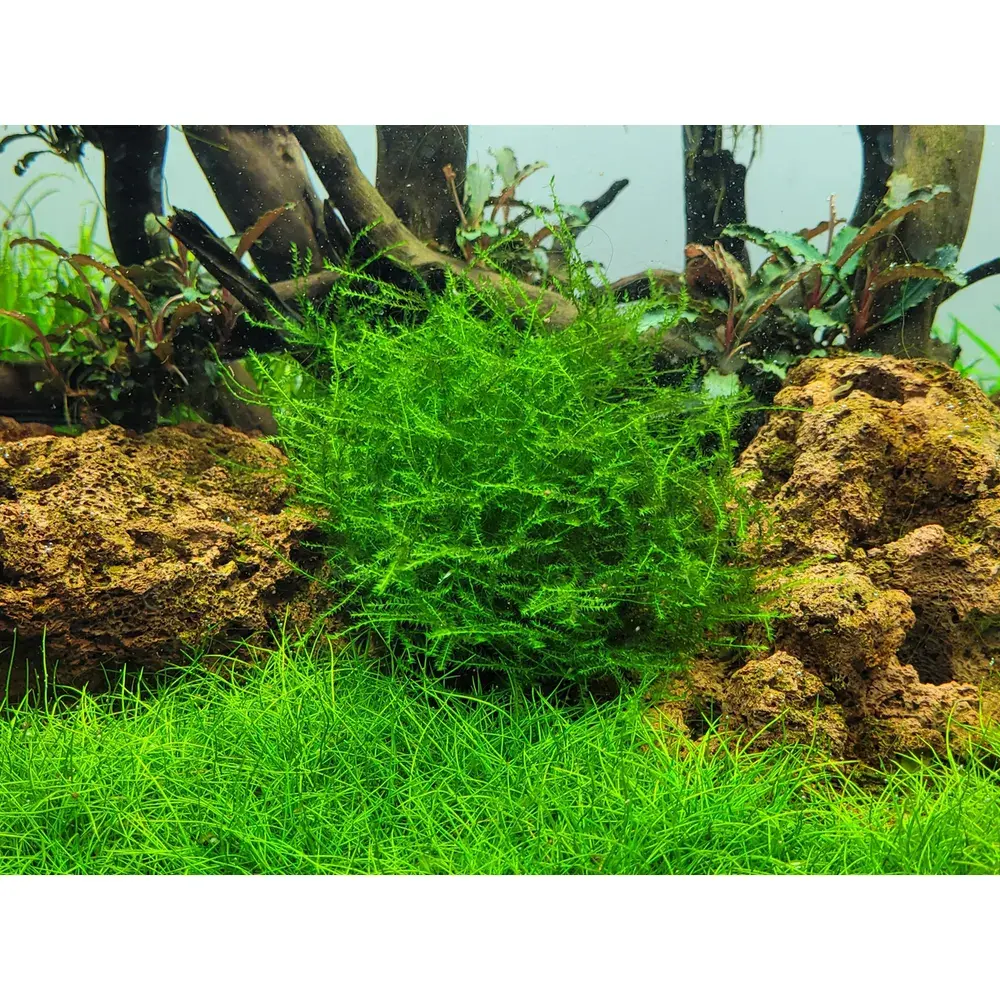 Leptodictyum Riparum Blue