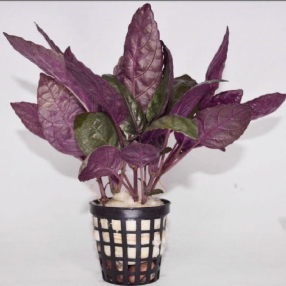 Hemis Colorata Hemigraphis Colarata