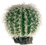 Hobby Cactus Sierra Nevada 16 cm
