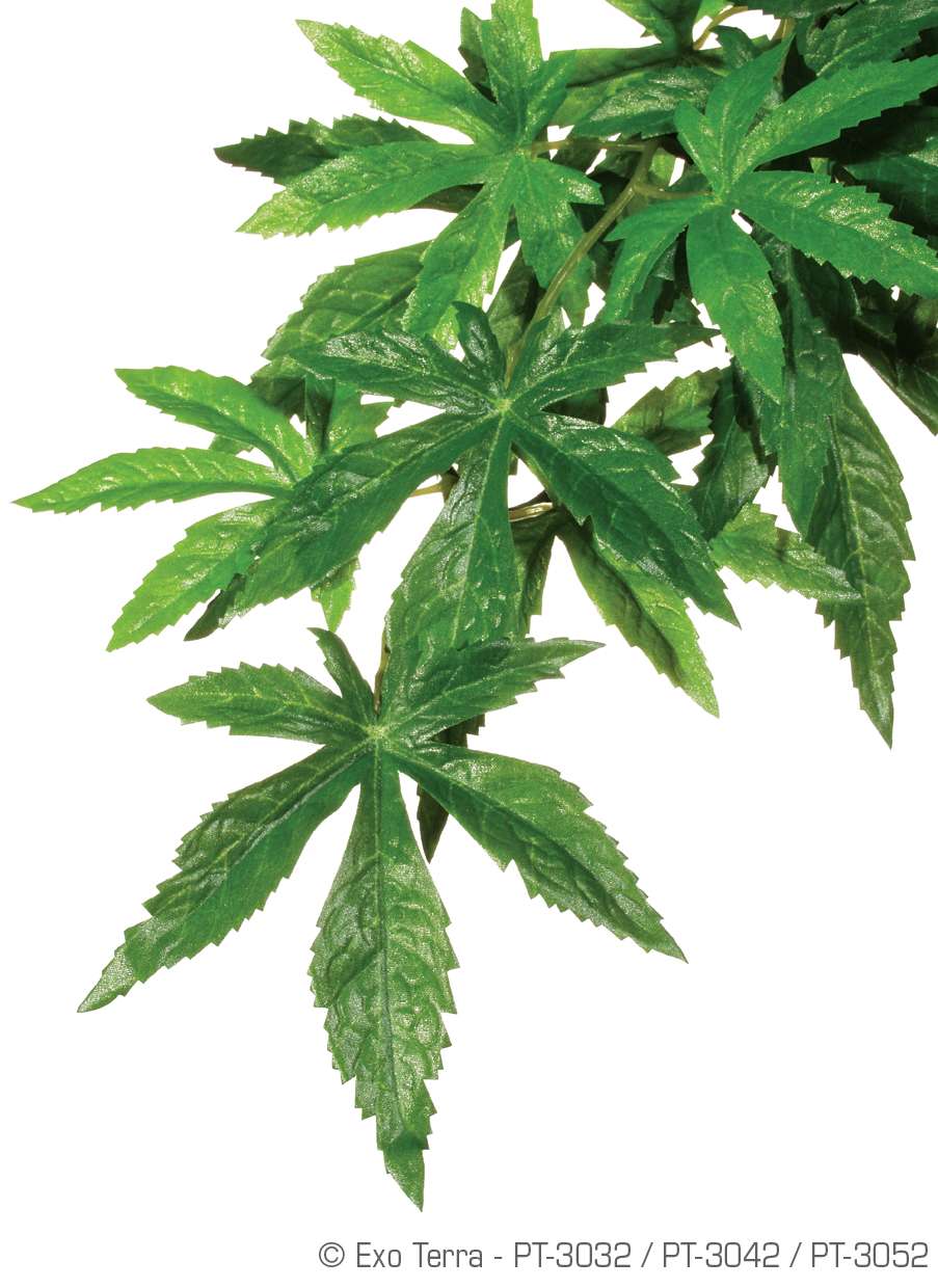 Exo Terra Abutilon  small PT3032