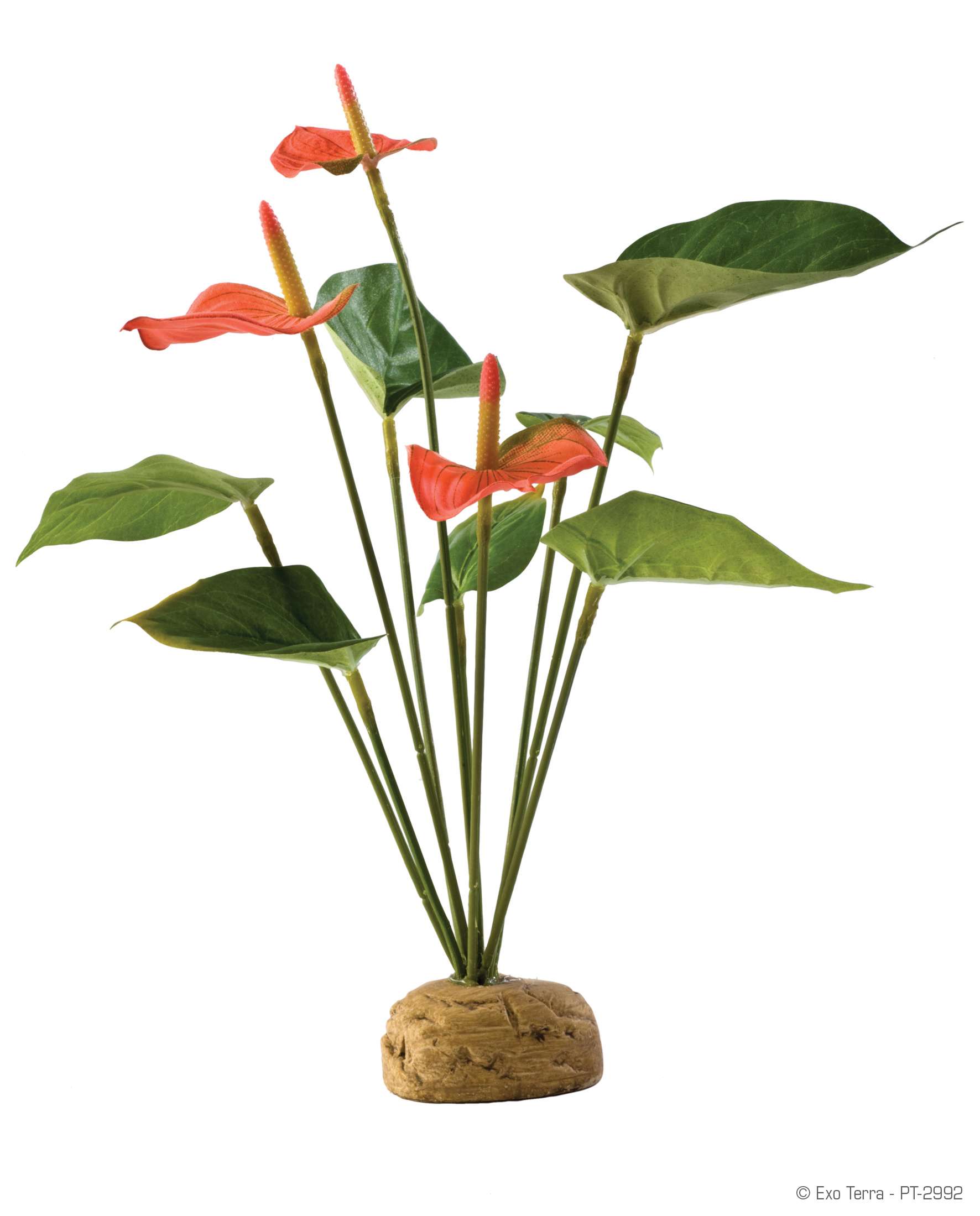 Exo Terra Anthurium
