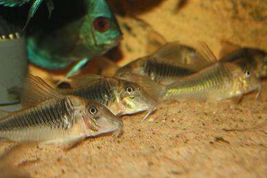 Corydoras Elegans