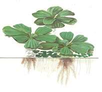 Pistia stratiotes