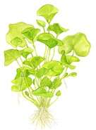 Nymphoides Taiwan 1-2-GROW