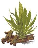 Microsorum pteropus xl