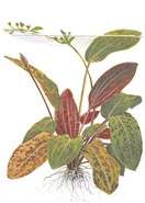 Echinodorus Ozelot