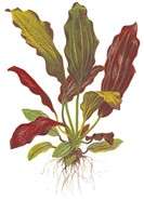 Echinodorus x barthii