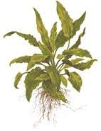 Cryptocoryne wendtii Green