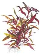 Alternanthera reineckii Pink xl