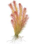 Rotala Wallichii