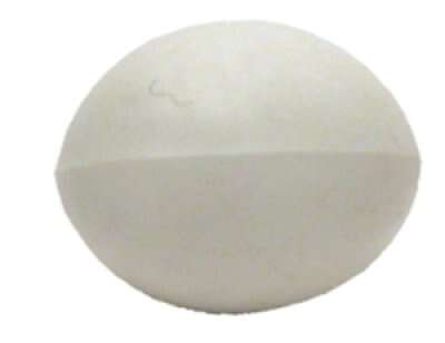 Fugl REDEÄGG DVÄRGPAPEGOJA