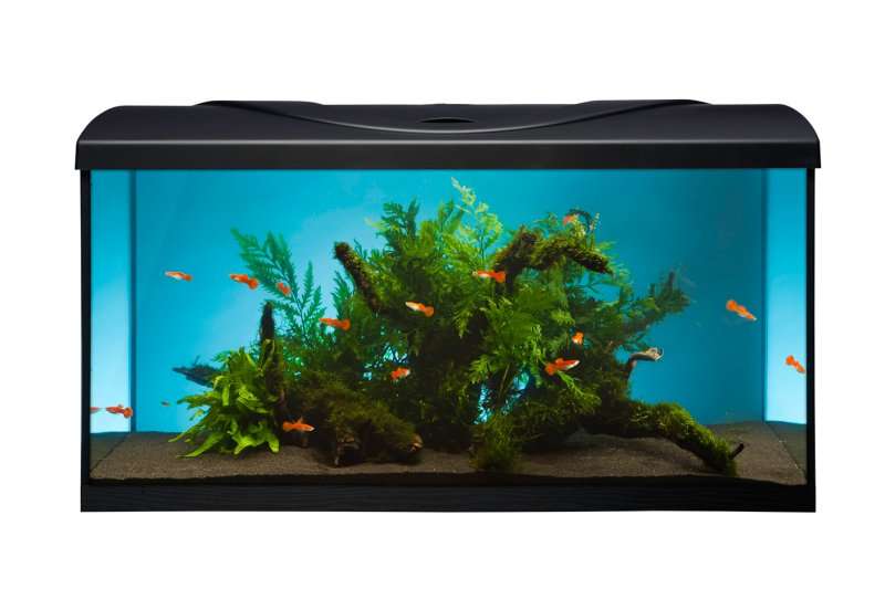 Diversa Startup 80 akvariesett, 80x35x40cm, sort
