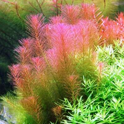 Rotala Yao Yai