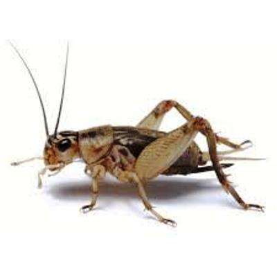 Sirisser M størrelse