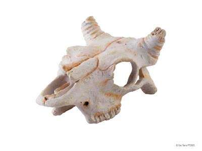 Exo Terra Buffalo Skull Small 12x8x5cm