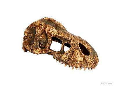 Exo Terra T-Rex Skull Small