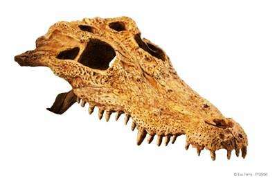 Exo Terra Crocodile Skull Large