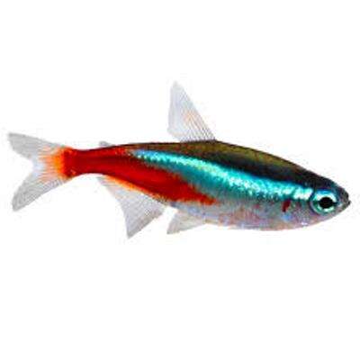 Neon Tetra (Paracheirodon innes)