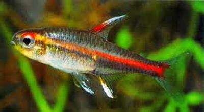 Glødebånds Tetra (Hemigrammus erythrozonus)
