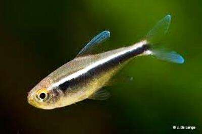 Svart Neon Tetra (Hyphessobrycon herbertaxelrodi)