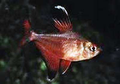 Robertsi Tetra (Hyphessobrycon jackrobertsi)