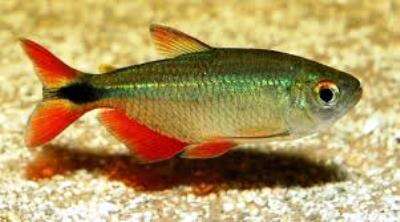 Norsk Flagg Tetra (Hyphessobrycon anisitsi)