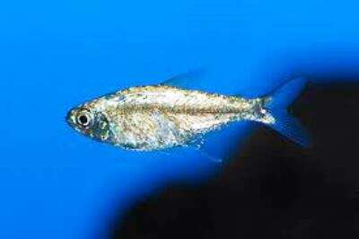 Gull Tetra (Hemigrammus rodwayi)