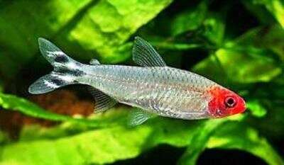 Rødmunns Tetra (Hemigrammus rhodostomus)