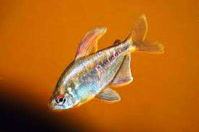 Diamant Tetra (Moenkhausia pittieri)