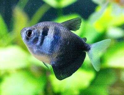 Sorgmantel Tetra (Gymnocorymbus ternetzi)