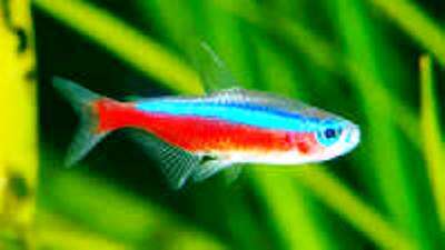 Kardinal Tetra (Paracheirodon axelrodi)