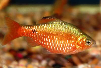 Prakt Barbe (Pethia conchonius)