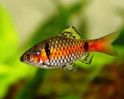 Odessa Barbe (Pethia padamya)