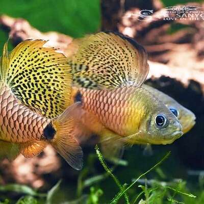 Seilfinne Barbe (Oreichthys crenuchoides)