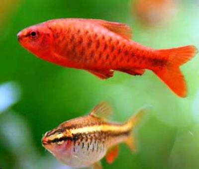 Kopper Barbe (Puntius titteya)