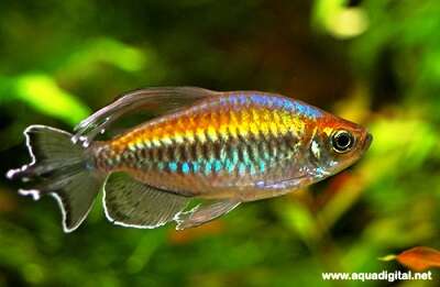Kongotetra (Phenacogrammus interruptus)