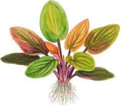 Lagenandra Meeboldii 'Red'