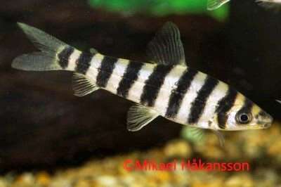 TIGERLEPORINUS 4-6cm(Leporinus fasciatus)