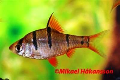 Fembandsbarbe (Desmopuntius pentazona)