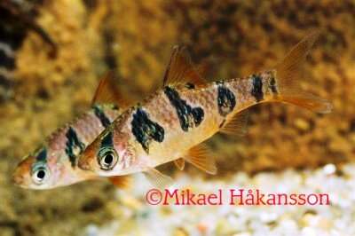 Runbands Barbe 3,5-4,5cm