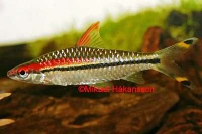 Rød Torpedo Barbe