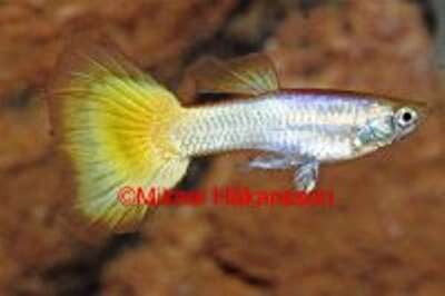 Guppy Gul Neon