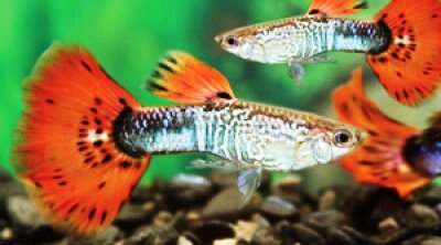 Guppy King Kobra Rød